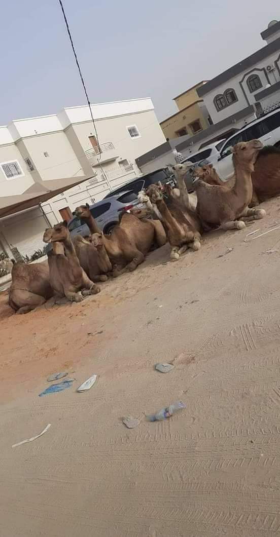 صورة منزل رجل الأعمال محمد ولد بوعماتو