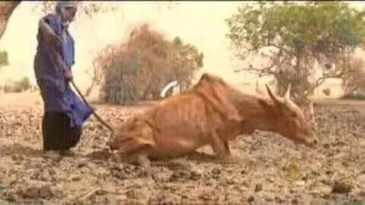 البقر